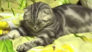 Приколы с животными. Кот резко уснул)))))))))))))