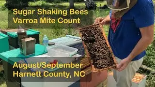 Varroa Mite Testing | No Kill Sugar Shake | August/September | Harnett County, NC