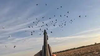 Ducks are Closed so we Hunt Pigeons!