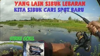 Strike unik ikan kerandang/Casting kerandang dan Haruan di rawa