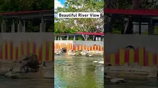 Beautiful River in Village #temple #river #nature #kovil #trending #naturelovers #naturephotography