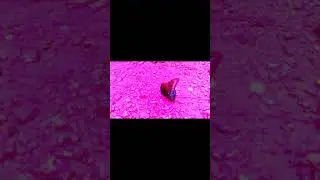 Colors of Butterfly #ytshorts #shorts #nature