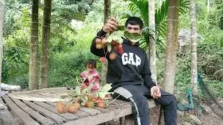 Panen rambutan kebunnya asri pemandangan indah