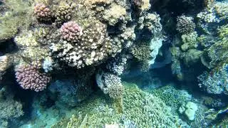 Egypt, Marsa Alam, Abu Dabbab Bay, 2021