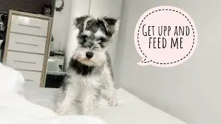 Waking up to my dog in the morning #1