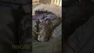 Люся - не корова! 