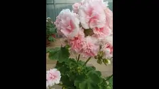 ЕС-Персиковый Авантюрин