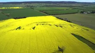 Canola!