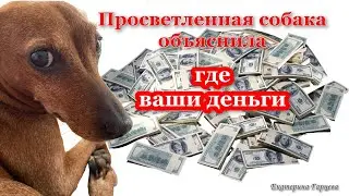 Просветленная собака объяснила, где ваши деньги
