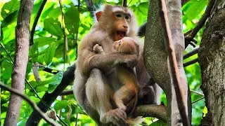 Unexpected momma Rose bite revokes milk of tiny baby Robin, Adorable baby monkey