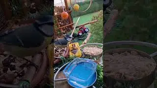 @Echipa de toamnă la hrănitoare 🏩🐦🕊🐦‍⬛🦜❤️ #video #birds #nature #trending #motivation #subscribe