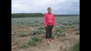Босая девушка на капустном поле