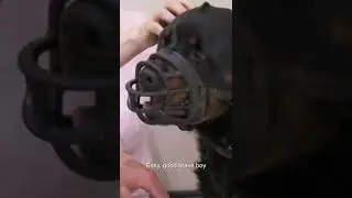 Compassionate Vet is Aggressive Rottweiler's Last Chance 💔 | Bondi Vet 