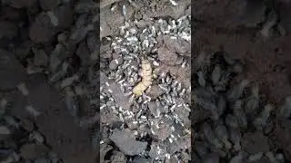Termite Queen and Her Colony #wildlife #wildafrica