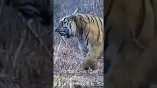 Liger VS Siberian Tiger 
