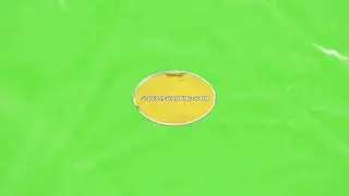 DanDlion - FRUITION VIRTUAL SHOW