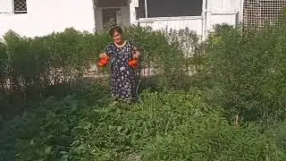 Алимкент. Узбекистан. Собираем урожай 