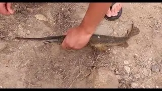 Fishing Carp and Gar