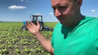 Це шок. Сгорів подсолнух. Уражає не буде? Що робить?😱😱😱