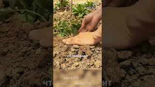 Почему ЛОМАЮТ томаты — а они растут лучше 