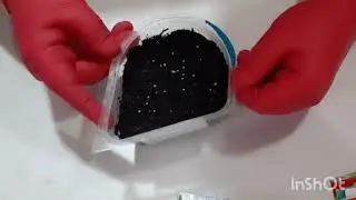 Петуния из семян. Посев просроченной петунии #петунияизсемян