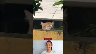 Está muy cómodo este gatito #shorts