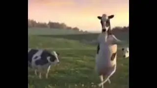 cow