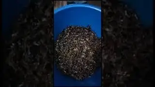 mak dan abak di kampung sekendu mencari geramak semasa ai pasang ada rezeki Amen.