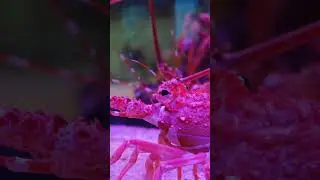 LOBSTER #viral #shortvideo #facts #nature