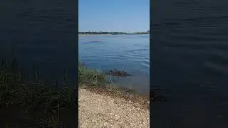 Утиная семья на Оке.