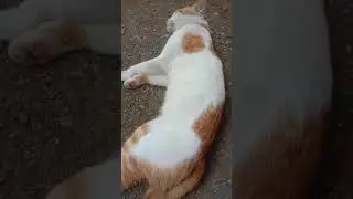 oyen kamu kemana gk pulang#cat #cuteanimal #funny #kucingkita #cutecat #catlover #kucingunik