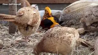 Фазаны кормятся сеном