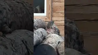 Мышь пляшивая🤣🤣🤣 #геологоразведка #золото #мтлб #тайга #мышь