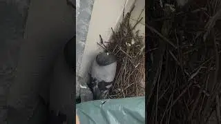 Голубь высиживает яйцо на балконе #голубь #голуби #птицы #милота #cute