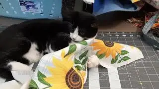 Cassie and fabric#kittenplay*kittenplaying#kittenandfabric#Cassiefabric