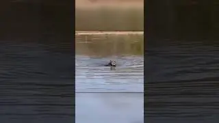 Jaguar vs. Crocodile