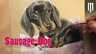 Realistic Drawing Sausage Dog Puppy using Prismacolor Pencils