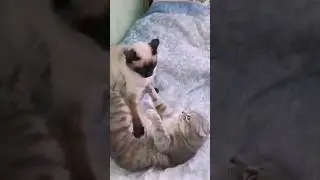 Кот прогнал кошку с кровати 