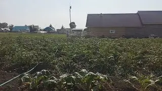Полив огорода.