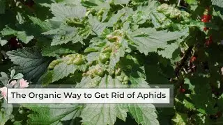 How to Get Rid of Aphids | An Organic Way to Eradicate Aphids