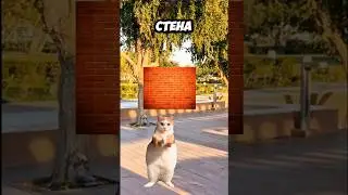 Котик обманул друга😲😺! #cat  #котики #футажи #shorts #youtube #tiktok #хочуврек  Автор:@kikkadim