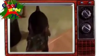 Собака едет на дачу