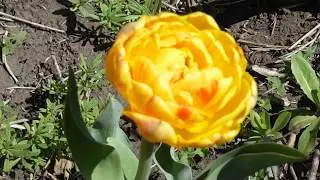 Как приготовить котлеты по домашнему?!