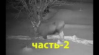 Лось забрался на дачу часть 2