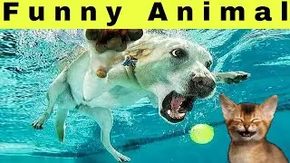 Funny Animal Videos 2022 🤣 Funniest Cats And Dogs Videos 🐈🐕