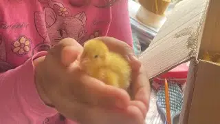 Николь с птенцами перепелки