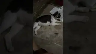 kucing sakit perut besar