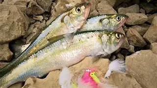 How to catch Skip Jack's below Dam's on big Rivers; how to preserve Herring