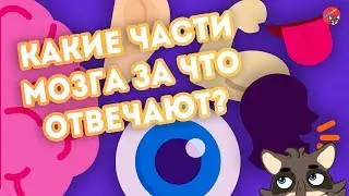 Какие ЧАСТИ МОЗГА за что отвечают?