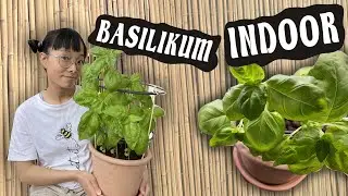 Basilikum auf der Fensterbank | Ertrag steigern